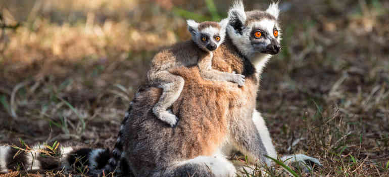Lemuren Larvensifakas Larvensifakas