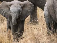 Elephantenbaby in der Savanne Elephantenbaby in der Savanne
