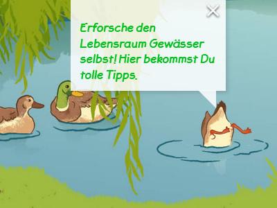 Ein Teich mit drei Enten, eine taucht